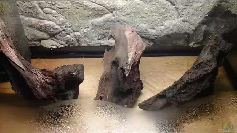 geteilte Moorkienwurzel Stellprobe von Ulf (2)