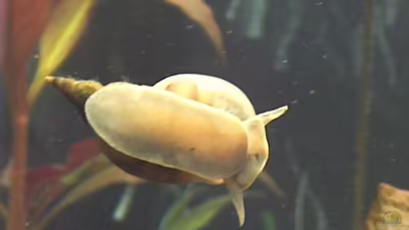 Getigerte Rennschnecke von Florian Mülbert (2)