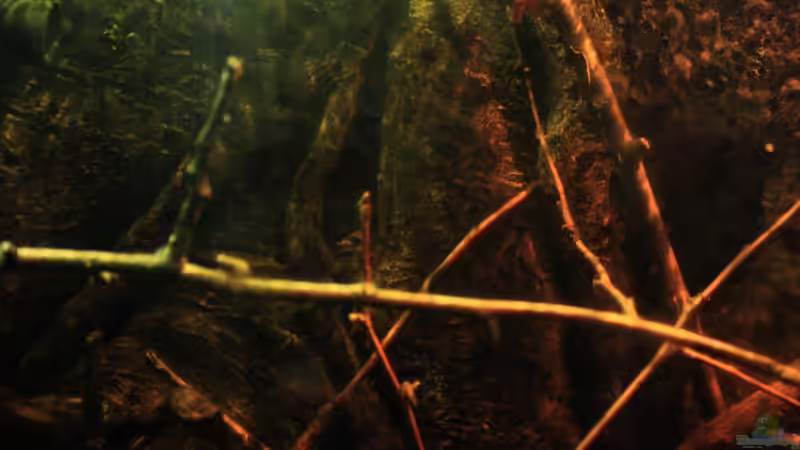 Getrocknete Birkenäste von Bämbel (29)