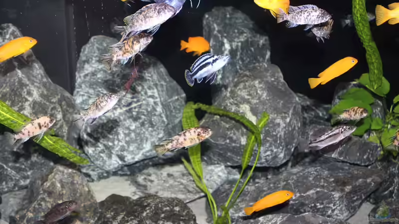 Getümmel von SvenV.90 (2)