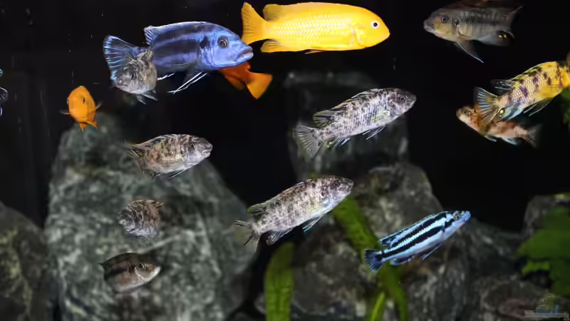 Getümmel von SvenV.90 (3)