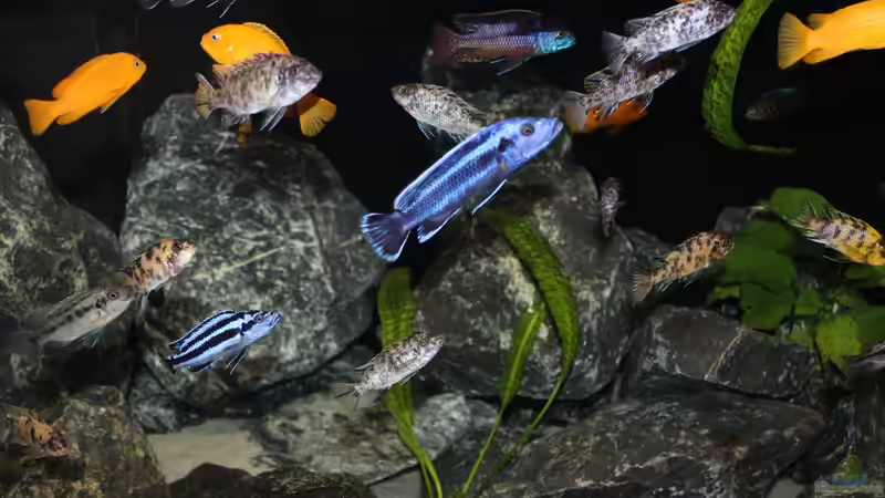 Getümmel von SvenV.90 (4)