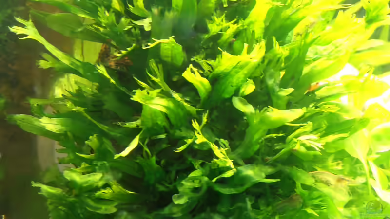 Geweihfarn von achim-cool (5)