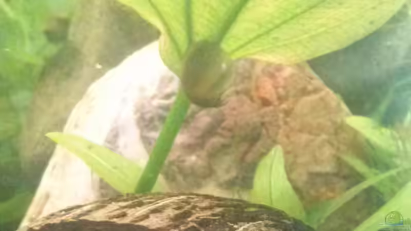 Geweihhornschnecke von Kathys 2014 (19)