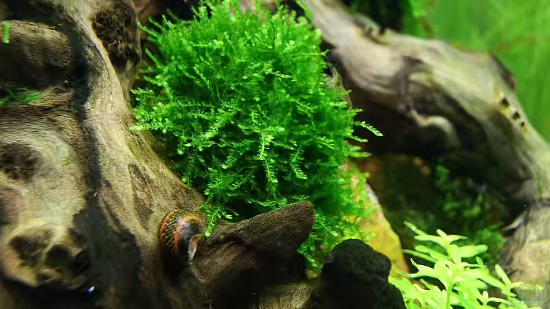 Geweihornschnecke von Torsten Thiel (17)