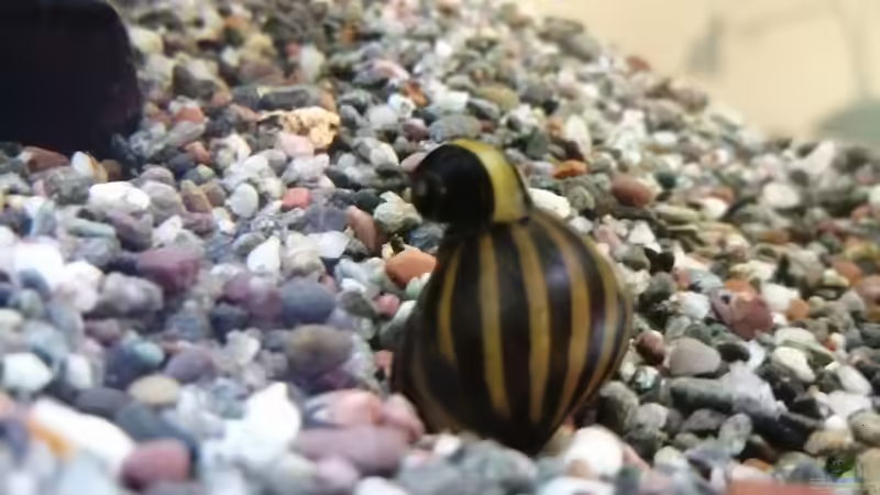 Geweihschnecke, Clithon sp. von Vera_K. . (12)