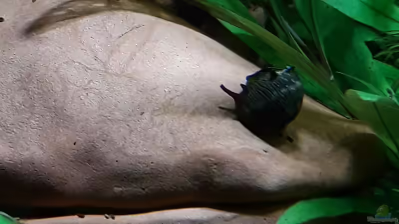 Geweihschnecke  von Bessey (28)