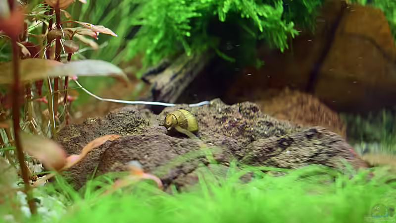 Geweihschnecke am 11.12.2019 von David Schneider Aquaristik (39)