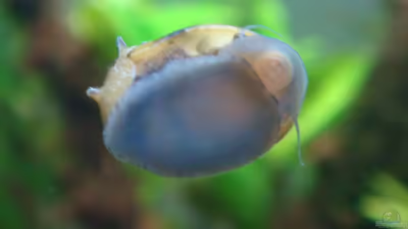 Geweihschnecke an der Scheibe von Freibel (15)