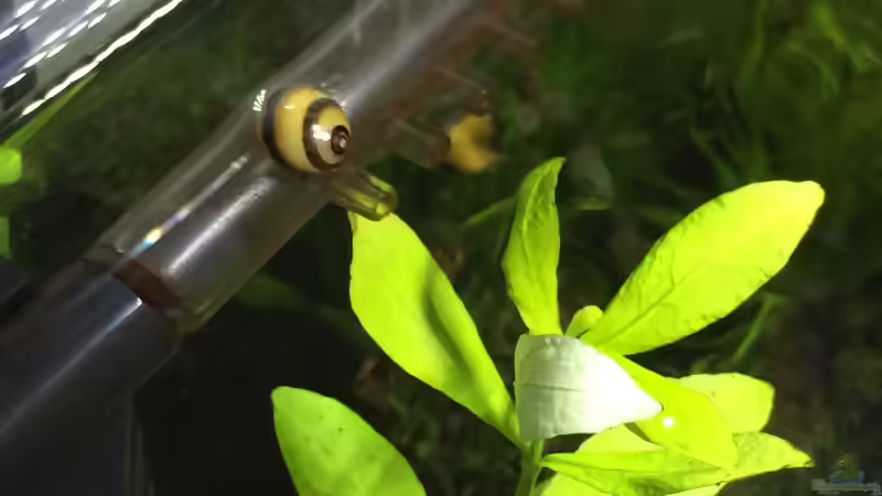 Geweihschnecke @work von Ayahuasca (170)