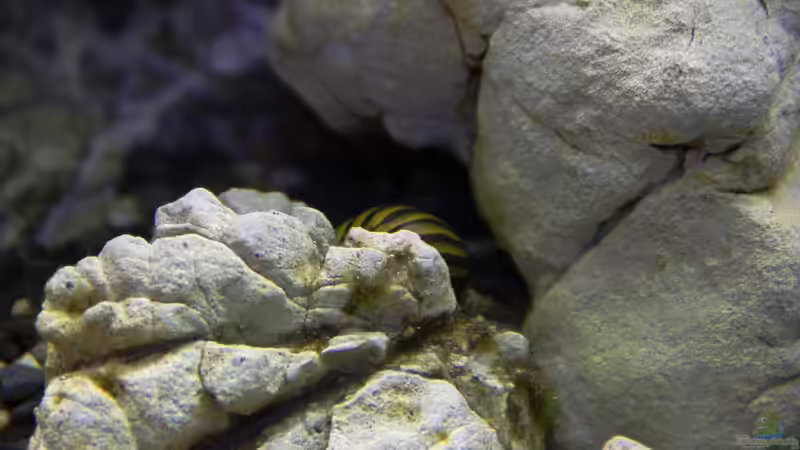 Geweihschnecke (bunt) Clithon sp. von GoreSlayer (40)