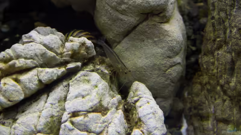 Geweihschnecke (bunt) Clithon sp. von Koelle-Zoo (41)