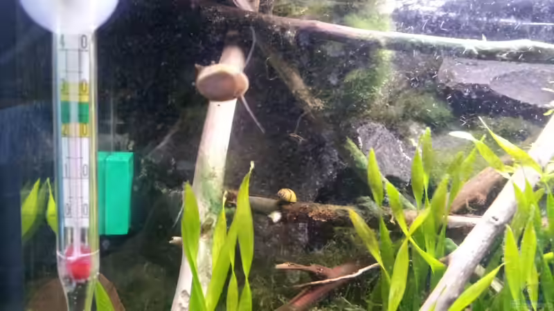 Geweihschnecke (Clithon sp.) von Newbie (60)