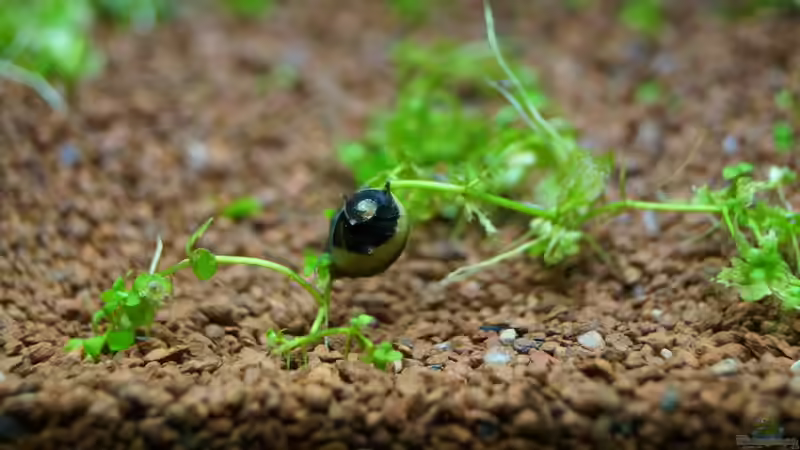 Geweihschnecke gelb/schwarz gestreift von Guido Seifert (51)