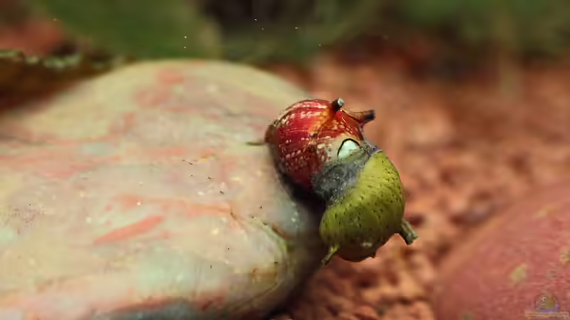 Geweihschnecke Grün & Tricolor von Dirk F. (55)