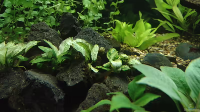 Geweihschnecke in der Mitte des Bildes, 08.11.2021 von C-NA (42)