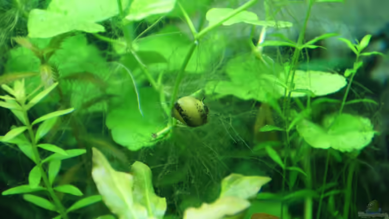 Geweihschnecke mit Algen :-( von Aniram (10)