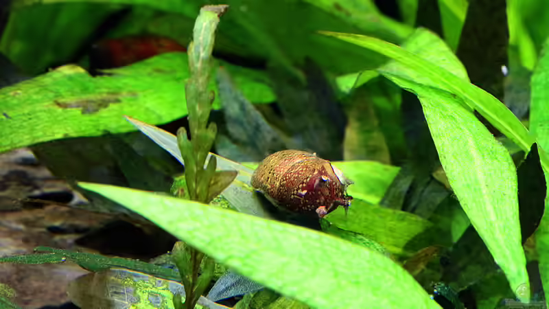 Geweihschnecke Tricolor von Dirk F. (38)