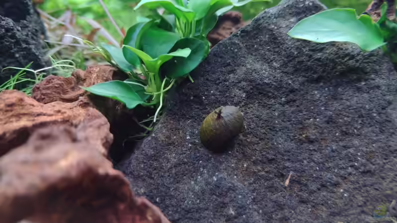 Geweihschnecke v. 11.02.2024 von C-NA (37)