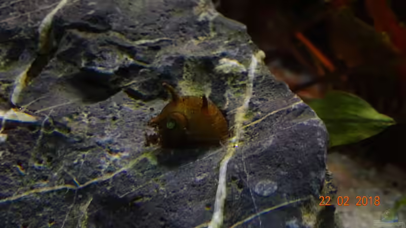 Geweihschnecke von Aqua-Josh (30)