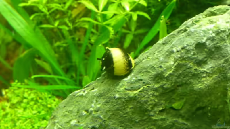 Geweihschnecke von Arami Gurami (7)