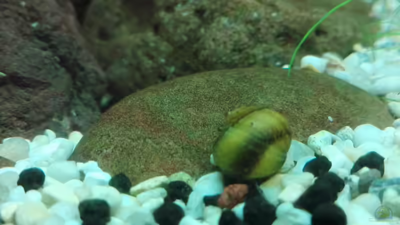 Geweihschnecke von David Schneider Aquaristik (41)