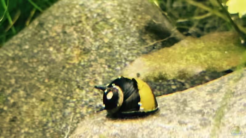 Geweihschnecke von DavidK31 (10)