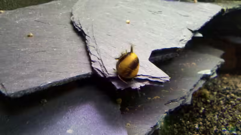 Geweihschnecke von Exoskelett-Fan (21)