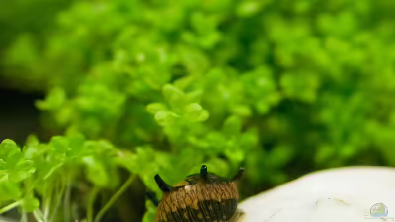 Geweihschnecke von Franz Trittner (3)