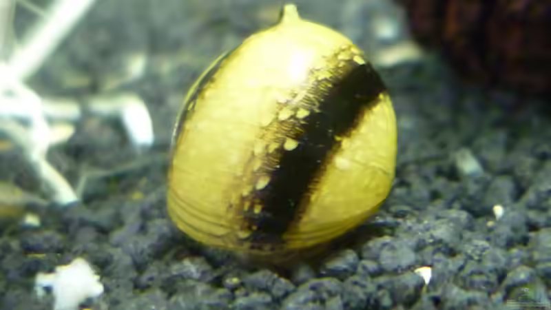 Geweihschnecke von garnelenhobby (4)