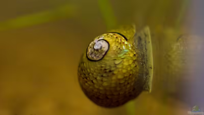 Geweihschnecke von GoreSlayer (46)