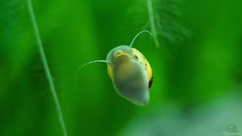 Geweihschnecke von Guido Seifert (53)