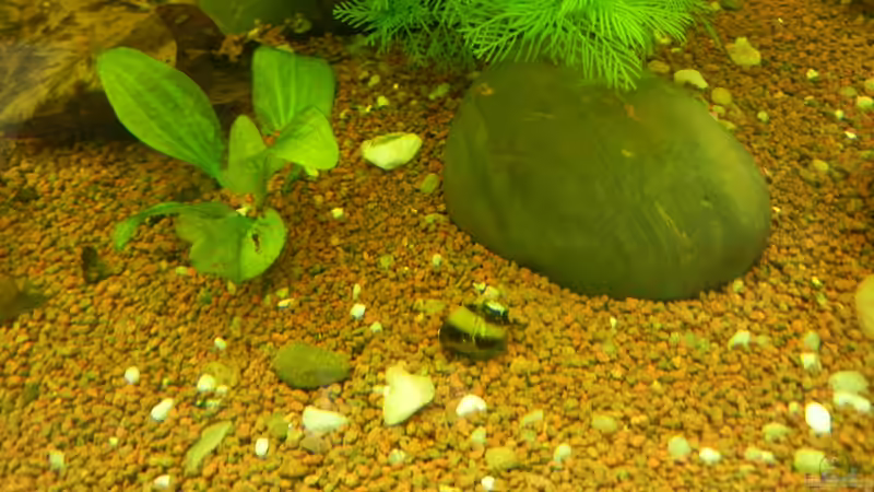 Geweihschnecke von Life (36)