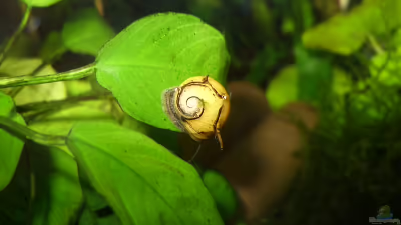 Geweihschnecke von Nanonana (27)