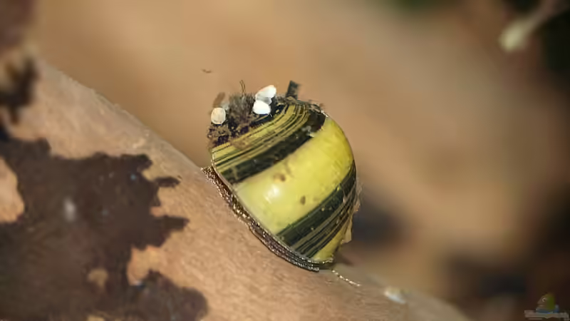 Geweihschnecke von rapid (42)