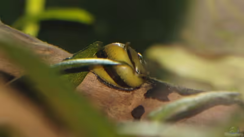 Geweihschnecke von rapid (43)