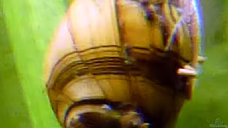 Geweihschnecke von Summse (55)