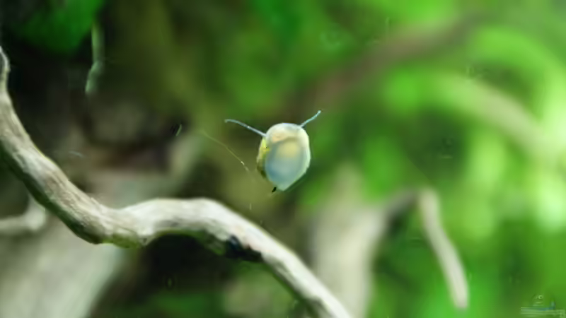 Geweihschnecke von unten :-) von Aniram (14)