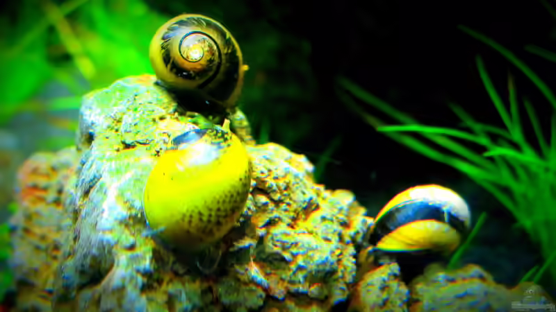 Geweihschnecken auf Erkundungstour von Supernova (35)