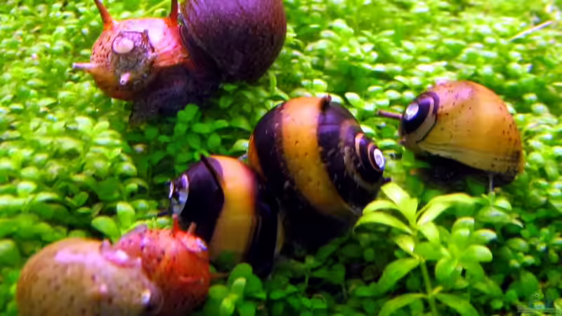 Geweihschnecken getummel von Mel&Marc (33)