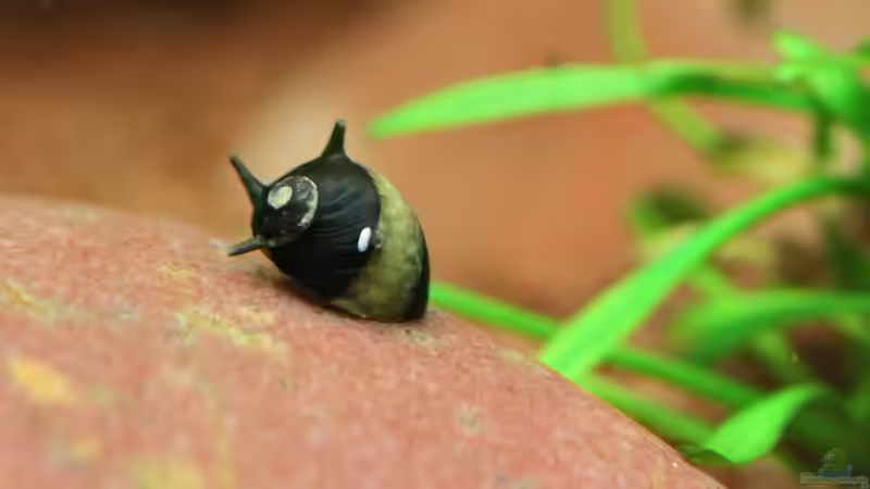 Geweihschnecken Gold/Schwarz von Dirk F. (56)