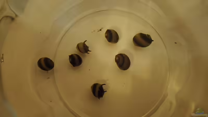 Geweihschnecken ´sun´ von Pflanzennarr (34)