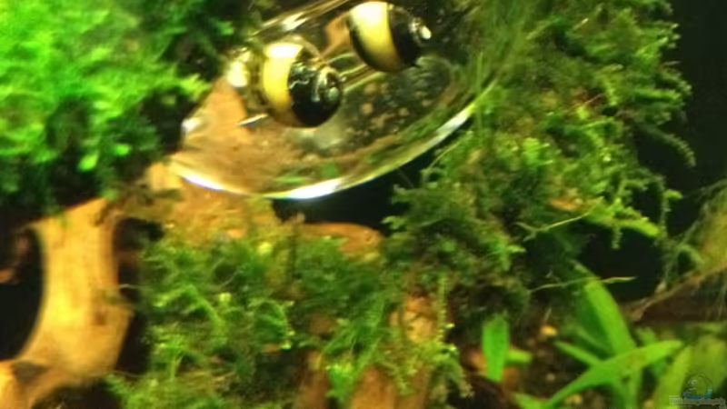 Geweihschnecken von Walde (85)