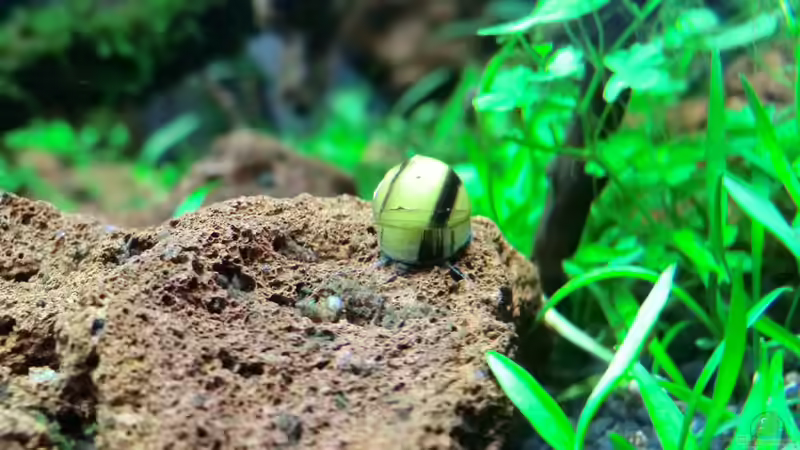 Geweihschnecken von Walde (88)