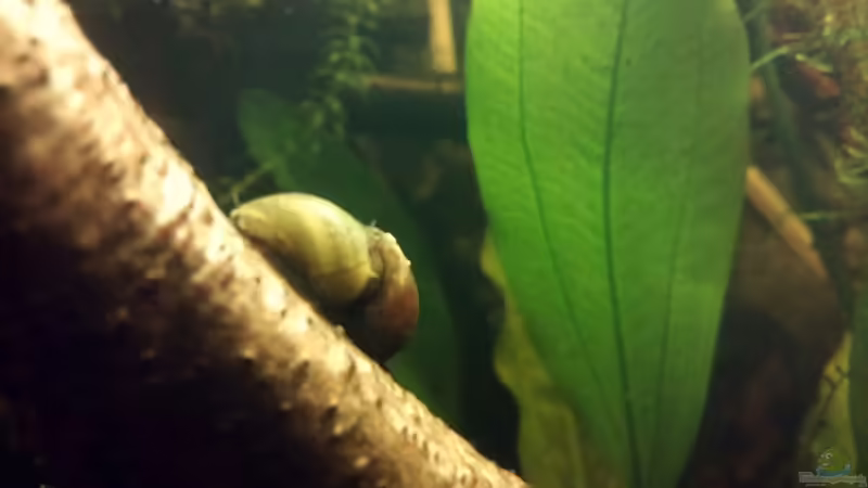 Geweihschnecken von wid (18)