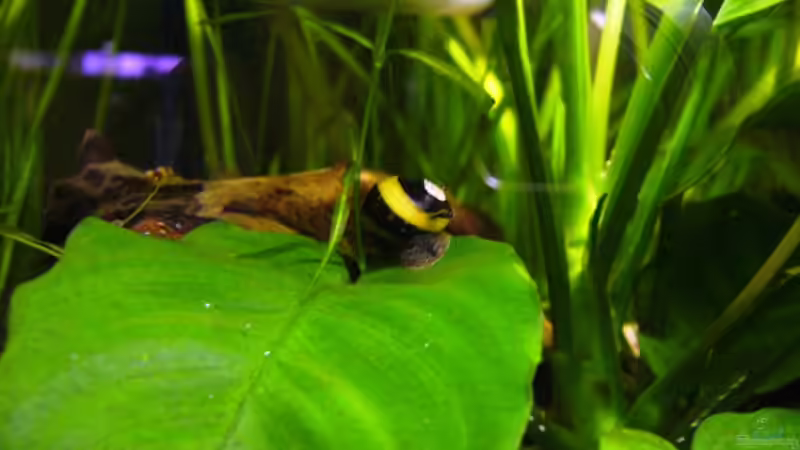 Aquarien mit Clithon corona (Sonnenschnecke)