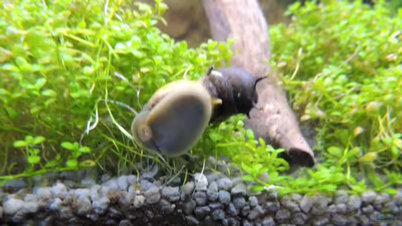 Geweihschneckentaxi von Sambia (74)