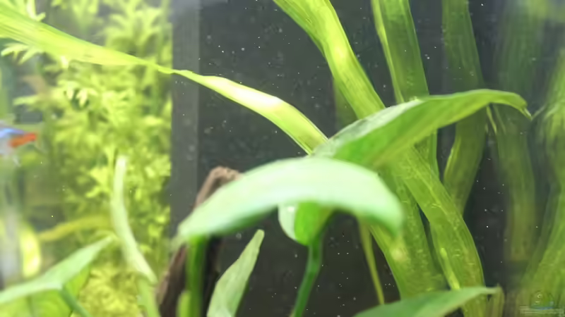 Gewelltblättrige Riesenvallisnerie von ESA_72 (12)