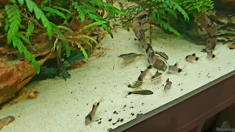 Gewimmel und gewusel um die Futterschale   von Köllebärbling (33)