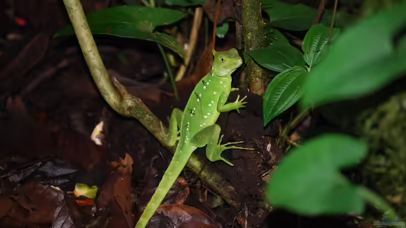 Gewittersimulation im Terrarium - Naturnahe Wetterphänomene realistisch nachbilden